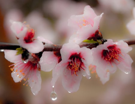 Pink Flowers - flowers, nature, natureza, pink, flores