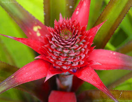 Bromeliad - nature, bromeliad, flower, pink