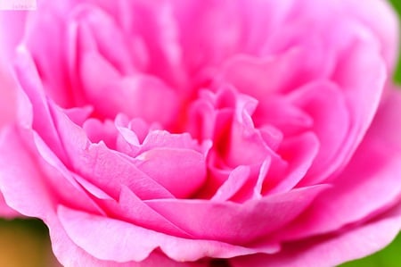 Pink Rose for Cinzia - rose, flower, nature, pink