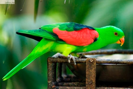 Colorful Bird - colorful, animals, passaro, bird