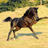 Arabian Horse