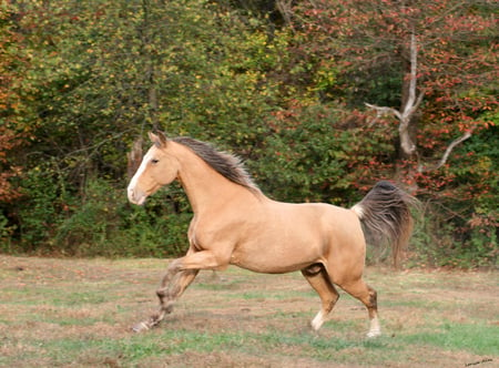 Horse - gorgeous, foal, mare, powerfull, cavalo, stallion, horse, animals