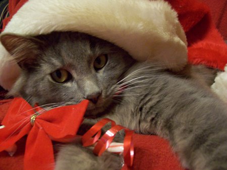 Merry Christmas - cute, christmas, cats, red