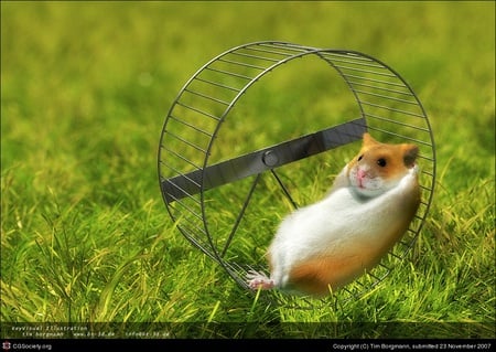 hamster