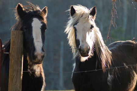 Waiting for food - gorgeous, horse, powerful, animals, cavalo, stallion, foal, mare