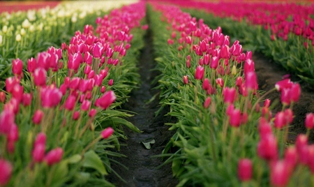 Pink Flowers for Tammy