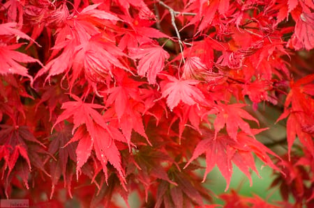 Many red flowers - nature, flowers, red, beautiful