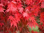 Many red flowers