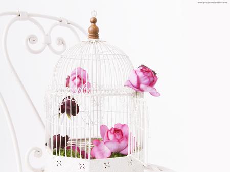 pink in white for Cinzia - beautilul, pink roses, chear, white cage