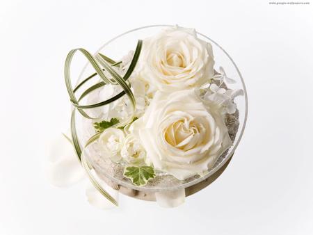 white roses for Tamara