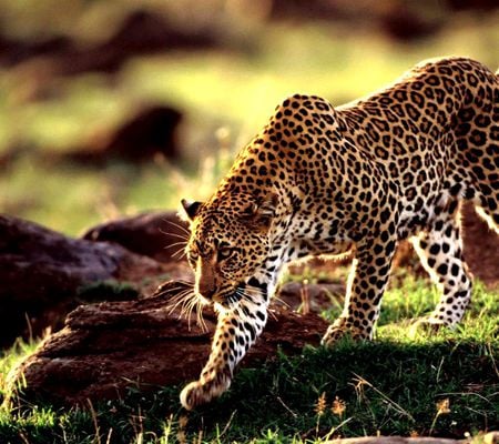 Amazing leopard - leopard, nature, beautiful, wild, life