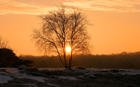 tree at sunset - field, winter, sunset, tree