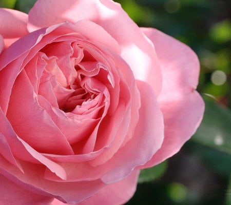 Blush rose - pinky, flowers, rose, pink