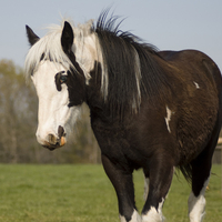 Beautiful Foal