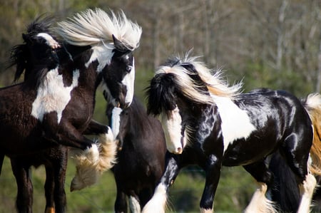 Playing with friends - gorgeous, foal, mare, powerfull, cavalo, stallion, horse, animals