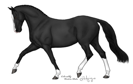 Hanoverian - black, dressage, beautiful, gelding, horse