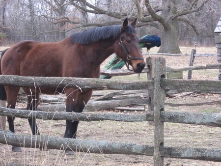 bey tb horse that is looking at you - like g 6, hore, water, sweet, pizza, cheese