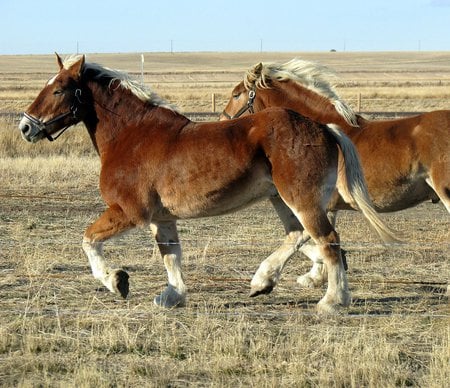 BELGIN - horse, draft, chestnut, charlie, flaming farm