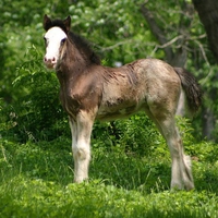 Foal