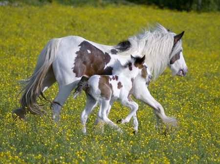 Getting Started - gorgeous, foal, mare, powerfull, cavalo, stallion, horse, animals