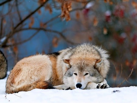 Wolf on Snow - wolf, picture, on snow, beautiful