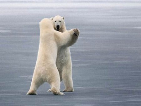 Dancing Bears - picture, bears, dancing, cool