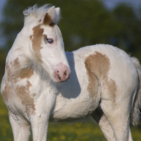 Cute Foal