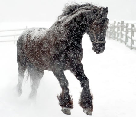 Is Christmas!! - gorgeous, horse, animals, cavalo, powerfull, stallion, foal, mare