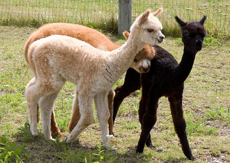 Pack-of-Alpacas - cool, little, alpacas, picture