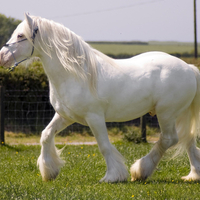 White Beauty