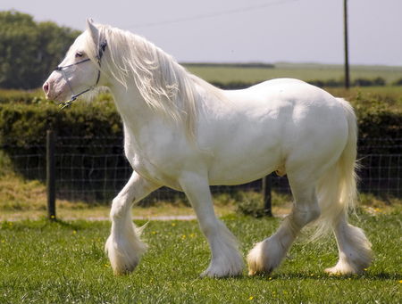 White Beauty - gorgeous, horse, powerful, animals, cavalo, stallion, foal, mare