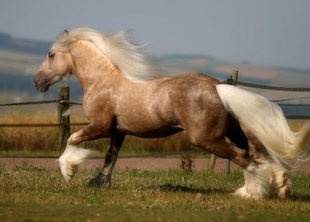 Beautiful Colors - gorgeous, horse, powerful, animals, cavalo, stallion, foal, mare