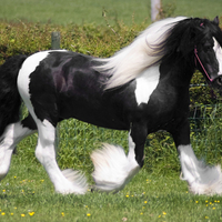 Gorgeous Horse