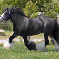 Elegant Horse