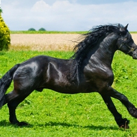 Friesian