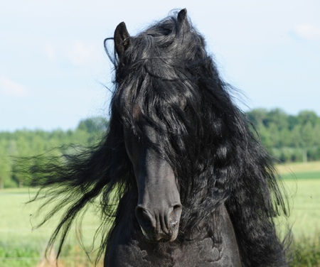 Face of Beauty - gorgeous, horse, powerful, animals, cavalo, stallion, foal, mare