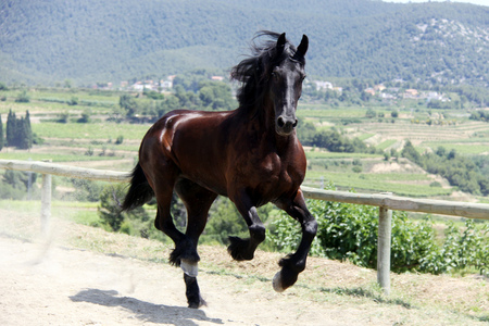 Running - gorgeous, horse, powerful, animals, cavalo, stallion, foal, mare