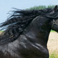 Powerful Friesian