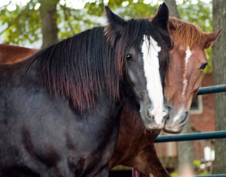 Kiss ;**: - gorgeous, horse, animals, cavalo, powerfull, stallion, foal, mare