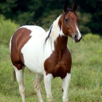 Paint Horse