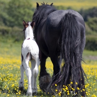 Mare and foal