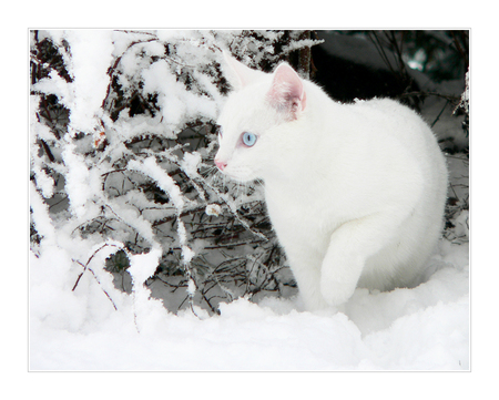 Snow in snow - cat, snow, winter, animal, kitten