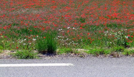 ON THE ROAD - nature, color, road, flower