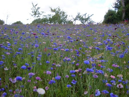 wild flower - nature, purple, flower, wild