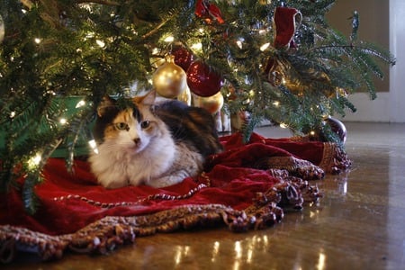 Christmas cat - cat, red, tree, decoration, christmas