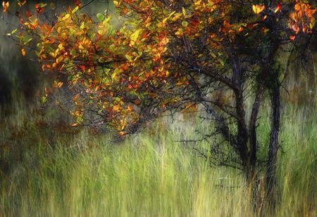 BITTERSWEET - green, tree, autumn, grass