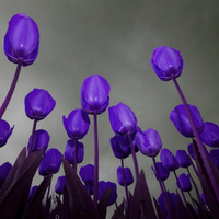 purple tulips