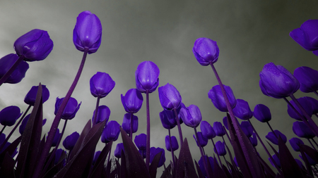 purple tulips - beauty, nature, sky, purple, pretty, tulips, flowers, cg