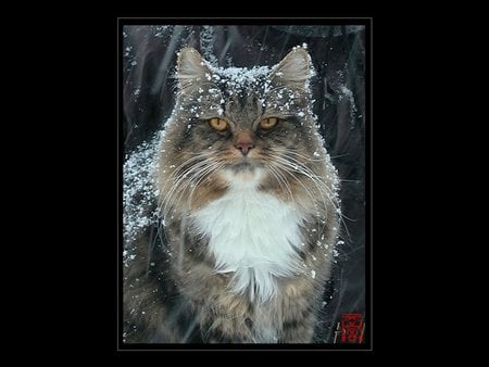 Snow cat - cat, snow, feline, pet, kitten