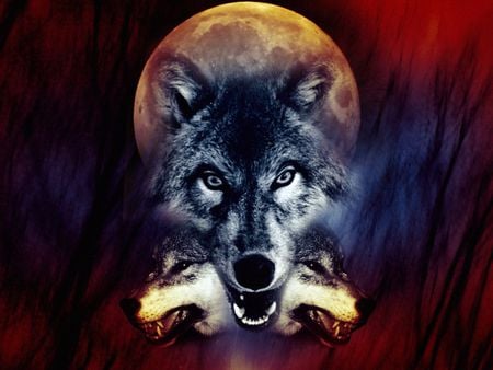 Amazing Wolf Image - fantasy, photo image, wolf, wild, life